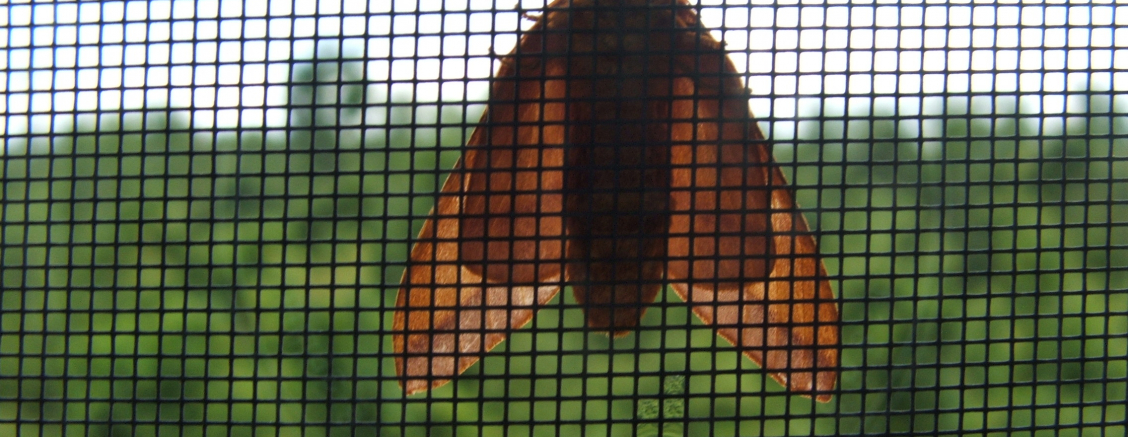Mocne, bezpieczene siatki do okien przeciwko owadom w ramkach z montażem Piaseczno